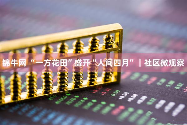 锦牛网 “一方花田”盛开“人间四月”｜社区微观察